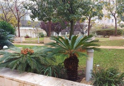 קישור אל תמונה גדולה - 