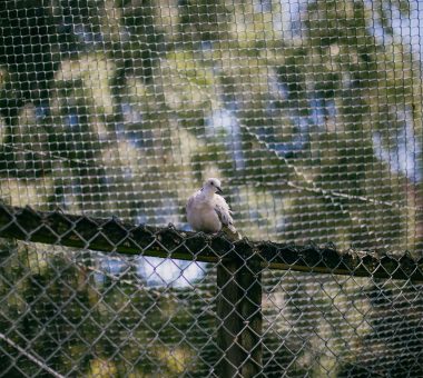 להמשך קריאה - הרחקת יונים בבניינים משותפים